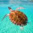 Nagez avec les tortues à Akumal lors de votre voyage à la Riviera Maya