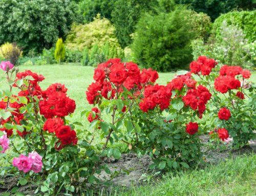Rosiers buissons, grimpants ou tiges : comment faire le bon choix ?