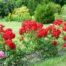 Rosiers buissons, grimpants ou tiges : comment faire le bon choix ?