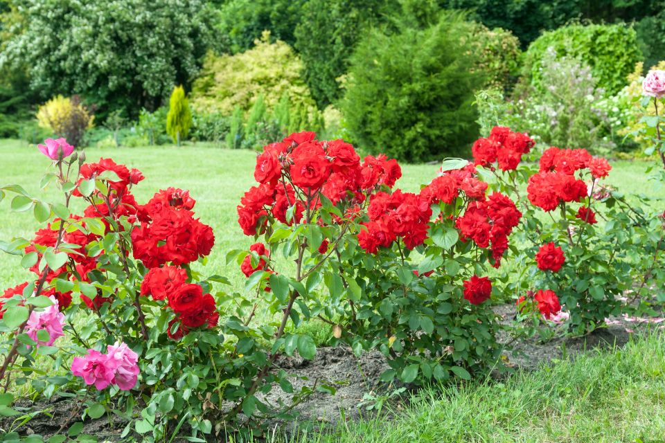 Rosiers buissons, grimpants ou tiges : comment faire le bon choix ?