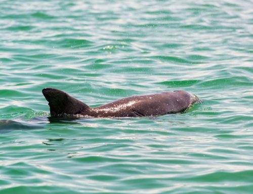 Road trip entre amis au Mexique : où et quand voir des dauphins ?