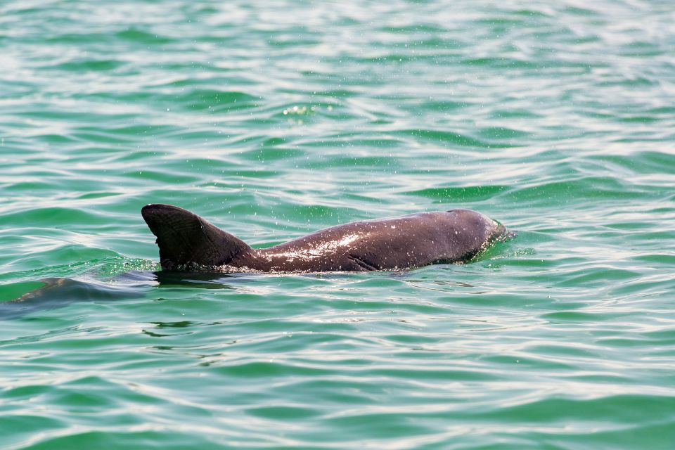 Road trip entre amis au Mexique : où et quand voir des dauphins ?