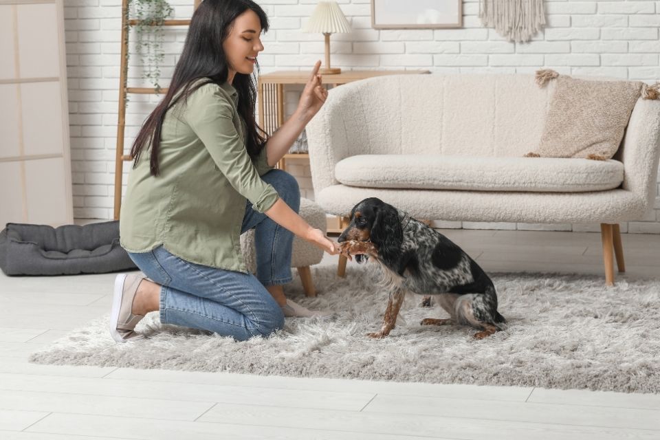 Éducation canine : la friandise est-elle vraiment efficace ?